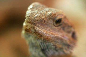 lizard