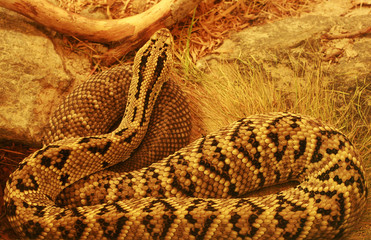 snake in zoo