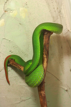 snake
