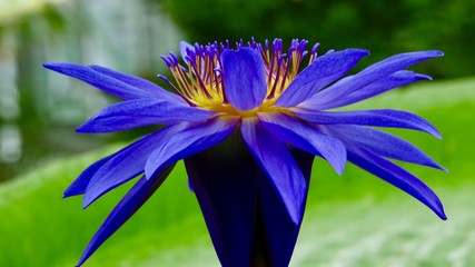 Seerosenbl&uuml;te im Teich 