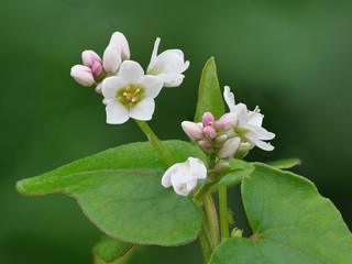 Gemeiner Buchweizen, Fagopyrum esculentum, Pflanze und Blüte mit viel Tiefenschärfe