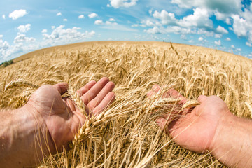 Wheat crop on the field