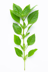 Thai Sweet Basil leaves on white