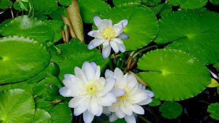 Seerosenbl&uuml;te im Teich 