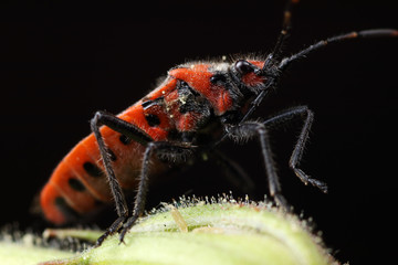 Corizus hyoscyami on a leaf
