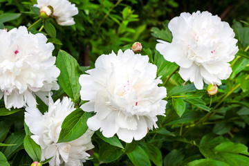 Close-up of white peony on green garden background