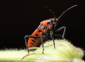 Corizus hyoscyami on a leaf