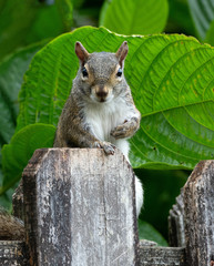 Eastern gray squirrel is peering over a brownish-gray wood fence against a background of green leaves.