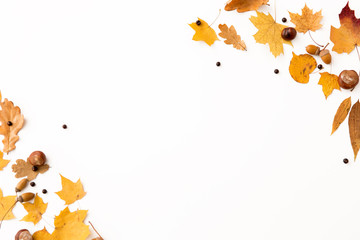 nature, season and botany concept - different dry fallen autumn leaves, chestnuts, acorns and aronia berries on white background