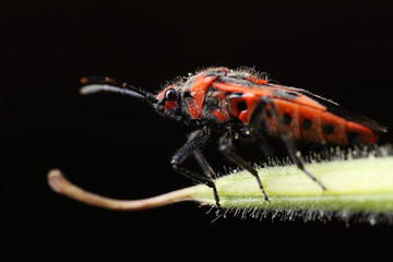 Corizus hyoscyami on a leaf