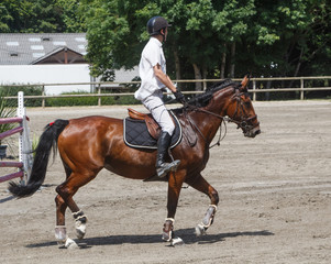 Obraz premium Man riding a bay horse at trot