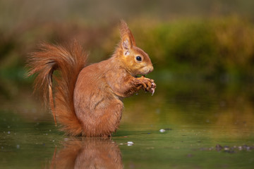 Eurasian Red Squirrel in the water