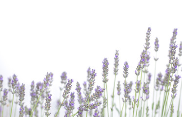 Lavender flowers isolated on white background