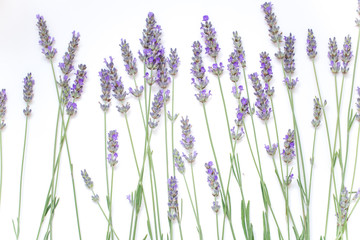 Lavender flowers isolated on white background