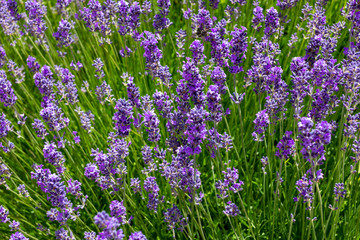 Naklejka premium Beautiful and colorful lavender (aromatic) plant full of flowers.