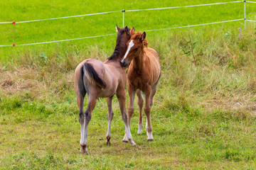 Two beautiful foals playing in green meadow. Horse offspring
