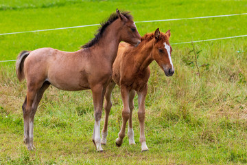 Obraz na płótnie Canvas Two beautiful foals playing in green meadow. Horse offspring