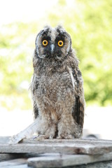 great grey owl
