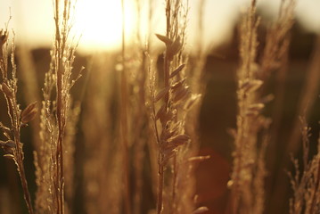 Fototapeta premium grass seeds in the sunset