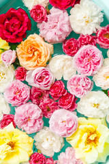 Awesome floral texture of colorful roses in water on blue background