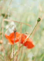Close up of red poppy flowers