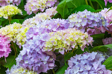 A hydrangea Bush with flowers that slowly turns blue colors