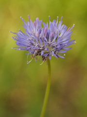 Sandglöckchen, Jasione montana, lila Blüte vor grünem unscharfem Hintergrund