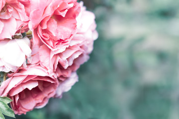 Pink rose on a blurry cold green leafy background with copy space. Romantic wedding background.