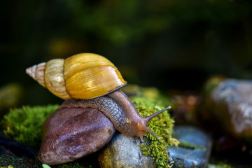 Achatina snail crawling on the stone 