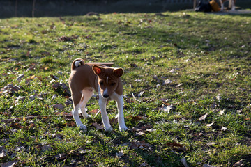 ein zweifarbiger basenji welpe auf einer grasfläche herumschauend  in Meppen Emsland Deutschland fotografiert während eines Spaziergangs an einem sonnigen Nachmittag