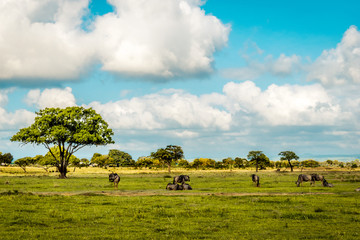 Mikumi National Park, Tanzania - Herd of wildebeest in the savannah.