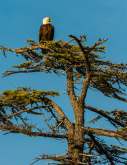 Perched Bald Eagle