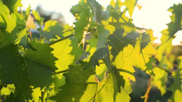 Vineyard wine leaves vine macro close-up pan sunset sun