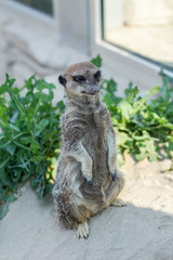 Fototapeta premium Meerkat, Suricate, Suricata , Suricatta