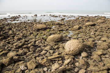 Coral stones on the beach