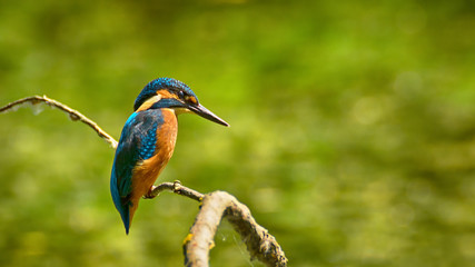 Bright Common Kingfisher sitting on the branch
