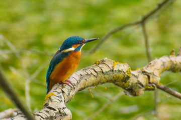 Bright Common Kingfisher sitting on the branch