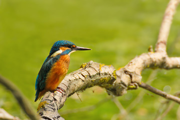 Bright Common Kingfisher sitting on the branch