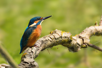 Bright Common Kingfisher sitting on the branch
