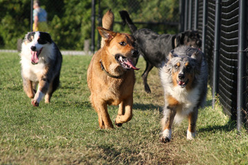 Mixed pack of happy dogs running in a dog park.
