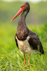 Black Stork standing at the edge of the water in the grass