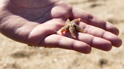 2toile de mer sur une main