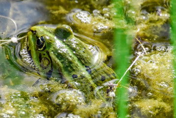 Frog