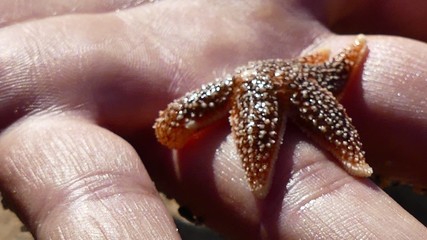 gros plan &eacute;toile de mer