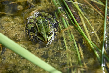 Nature of Frog