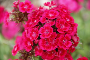 Fototapeta premium red flower in the garden
