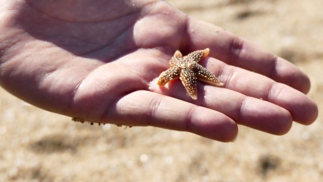 2toile de mer sur une main
