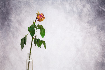 Withered rose in a glass vase