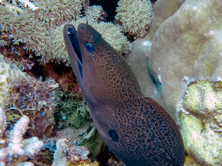 A Giant Moray Eel (Gymnothorax javanicus)