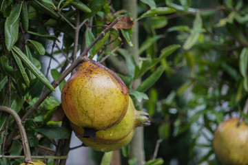 Ripe pomegranate fruit on tree branch